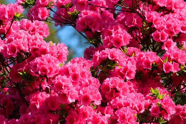 杜鵑花葉子發(fā)黃怎么辦 杜鵑花掉葉子的解決方法