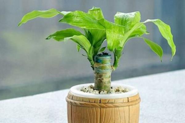 巴西木長太高怎么辦 巴西木扦插繁殖方法