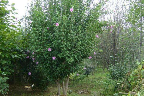 木槿樹苗市場價格多少錢一棵 木槿樹苗的種植方法