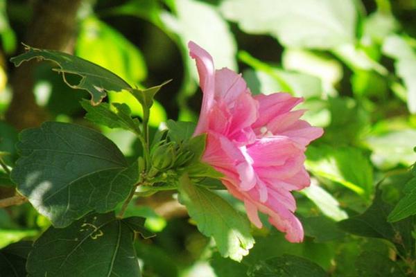 木槿有毒嗎 木槿能放在室內臥室嗎