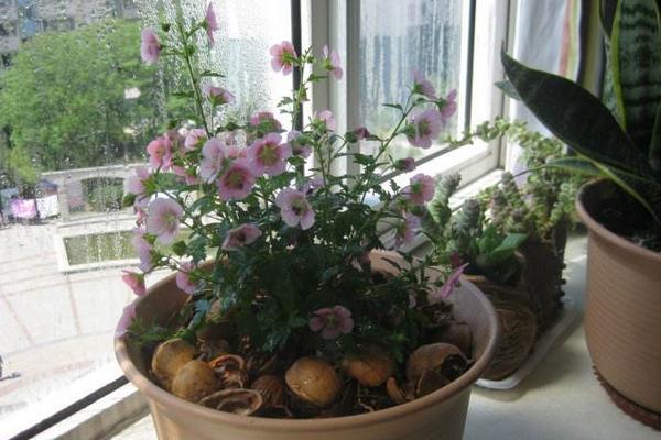 木槿有毒嗎 木槿能放在室內臥室嗎