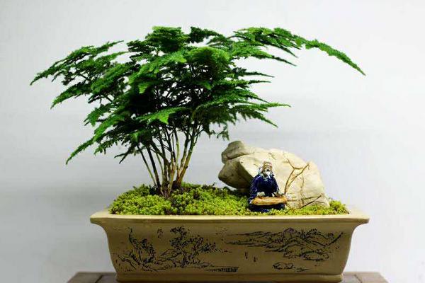 木槿有毒嗎 木槿能放在室內臥室嗎