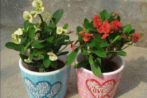 木槿有毒嗎 木槿能放在室內臥室嗎