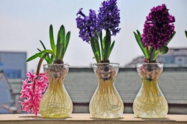 木槿有毒嗎 木槿能放在室內臥室嗎