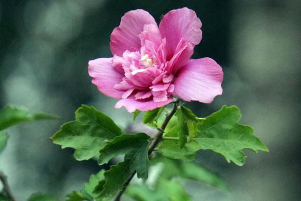 木槿有毒嗎 木槿能放在室內臥室嗎