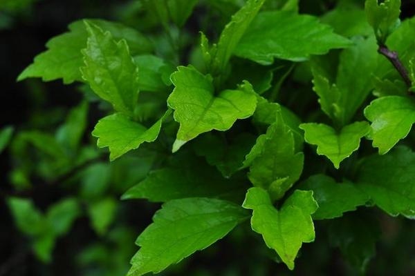 木槿葉洗頭有什么作用 怎么用木槿葉洗頭