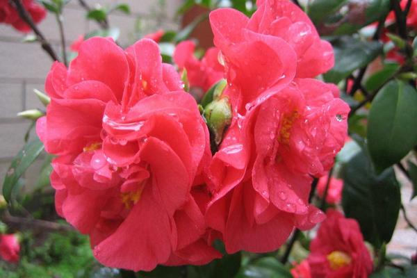 茶花常見病蟲害癥狀及防治方法 茶花種子怎么種