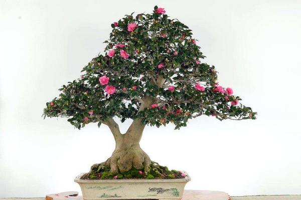 茶花盆景怎么制作造型好看 茶花的盆景制作注意事項