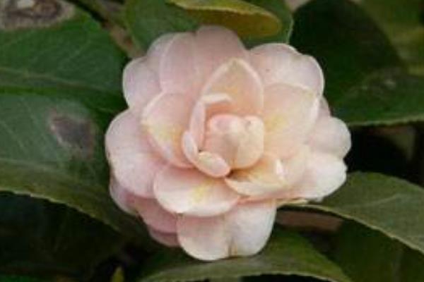 茶花常見病蟲害癥狀及防治方法 茶花種子怎么種