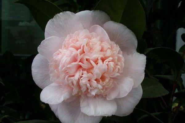 茶花常見病蟲害癥狀及防治方法 茶花種子怎么種