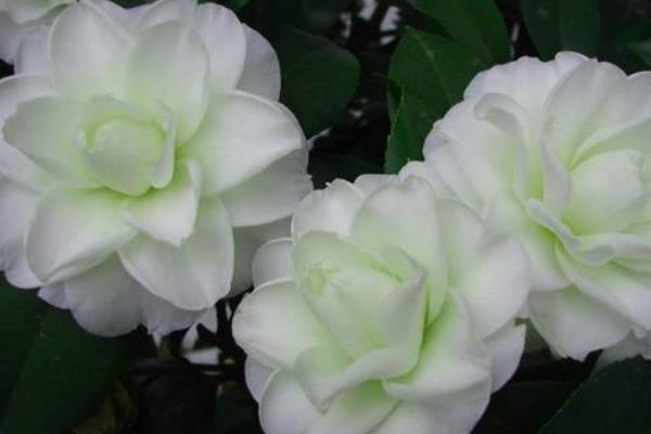 茶花常見病蟲害癥狀及防治方法 茶花種子怎么種