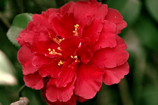 茶花圖片大全 茶花花語及寓意 茶花品種有哪些