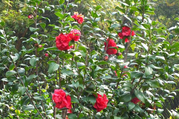 茶花樹苗市場價格多少錢一棵 茶花樹苗怎么種植