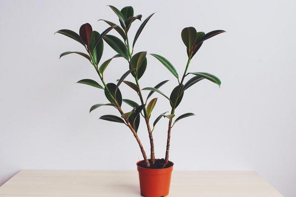 橡皮樹有毒嗎 橡皮樹能放在室內(nèi)臥室嗎