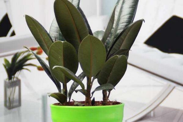 橡皮樹圖片大全 橡皮樹有幾個品種