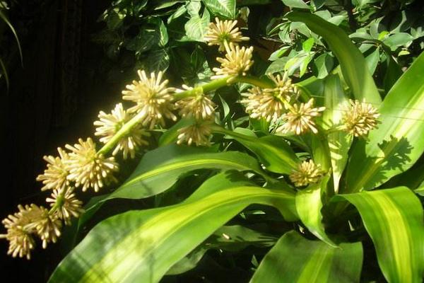 巴西木開花嗎（什么時候開） 巴西木花期是幾月