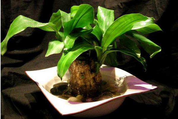 巴西木葉子發黃怎么辦 巴西木掉葉子的原因及解決方法