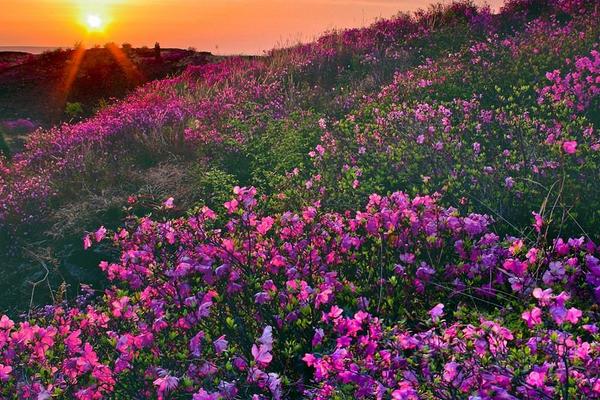 杜鵑花種子市場(chǎng)價(jià)格多少錢一斤 杜鵑花種子怎么種植