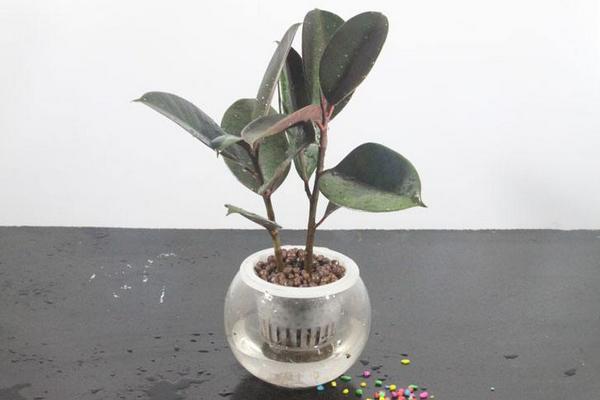 橡皮樹水培養(yǎng)殖方法與注意事項 橡皮樹水培后的養(yǎng)護(hù)