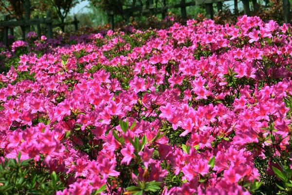 杜鵑花焉了怎么辦 杜鵑花葉子發(fā)黃的原因及解決方法