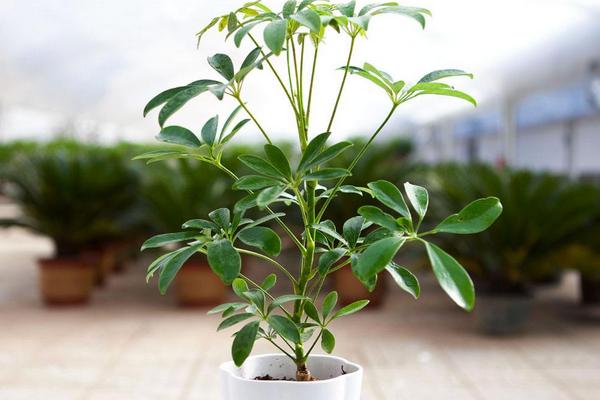 鴨腳木圖片大全 鴨腳木又叫什么