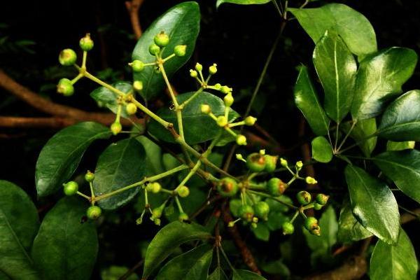 鴨腳木圖片大全 鴨腳木又叫什么