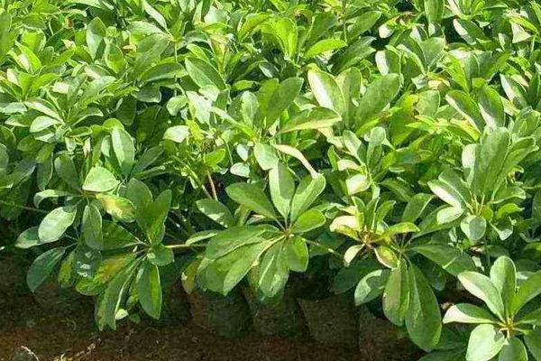 鴨腳木圖片大全 鴨腳木又叫什么