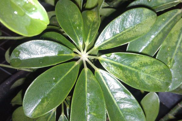 鴨腳木圖片大全 鴨腳木又叫什么