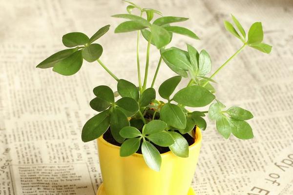 鴨腳木圖片大全 鴨腳木又叫什么