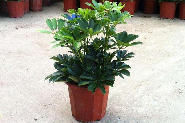 鴨腳木圖片大全 鴨腳木又叫什么