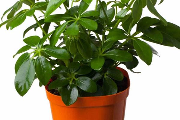 鴨腳木圖片大全 鴨腳木又叫什么