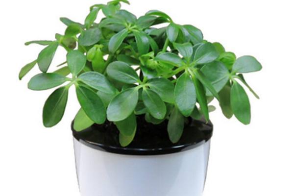 鴨腳木圖片大全 鴨腳木又叫什么