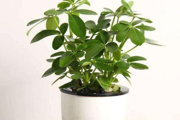 鴨腳木圖片大全 鴨腳木又叫什么