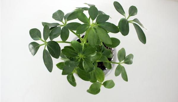 鴨腳木圖片大全 鴨腳木又叫什么