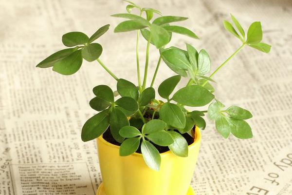 鴨腳木怎么養 鴨腳木養殖方法與注意事項