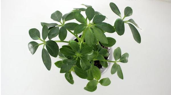 鴨腳木是招財樹嗎 鴨腳木和招財樹的區別是什么