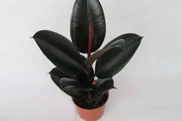 橡皮樹怎么養(yǎng) 橡皮樹養(yǎng)殖方法與注意事項