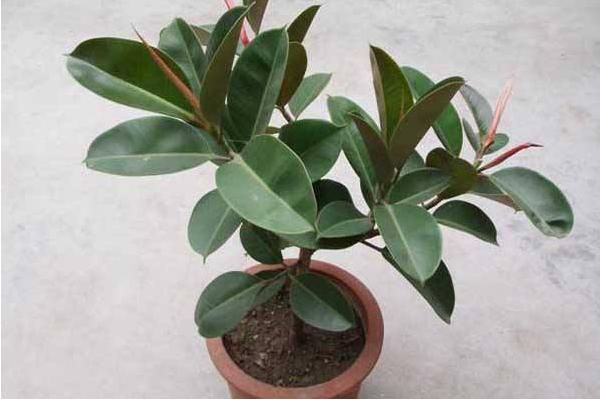 橡皮樹怎么養(yǎng) 橡皮樹養(yǎng)殖方法與注意事項(xiàng)