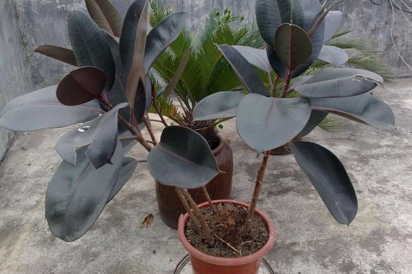 橡皮樹怎么養(yǎng) 橡皮樹養(yǎng)殖方法與注意事項(xiàng)