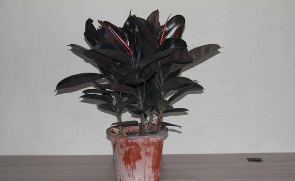 橡皮樹怎么養(yǎng) 橡皮樹養(yǎng)殖方法與注意事項(xiàng)