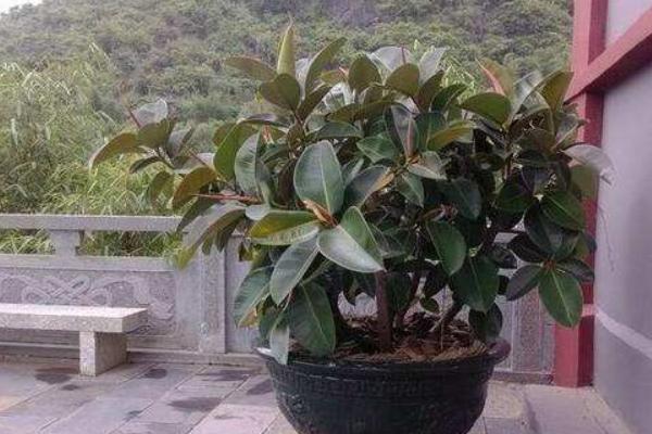 橡皮樹怎么養(yǎng) 橡皮樹養(yǎng)殖方法與注意事項(xiàng)