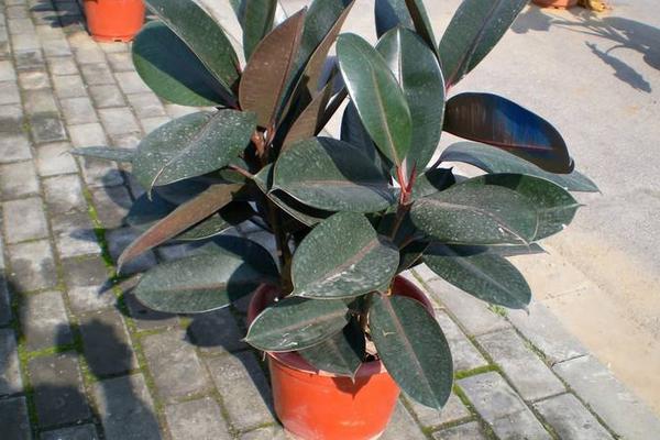 橡皮樹怎么養(yǎng) 橡皮樹養(yǎng)殖方法與注意事項(xiàng)