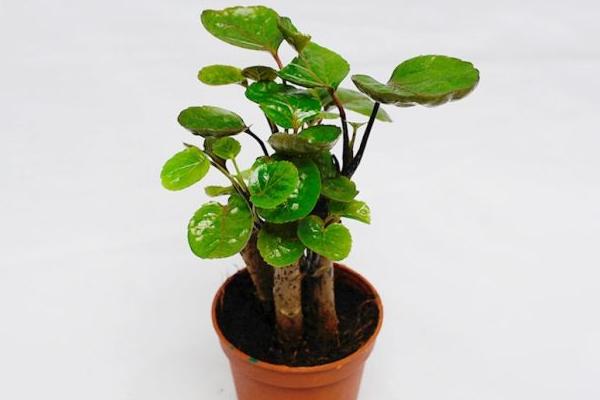 家庭福祿桐有什么好處 養福祿桐對風水的作用（怎么擺放）