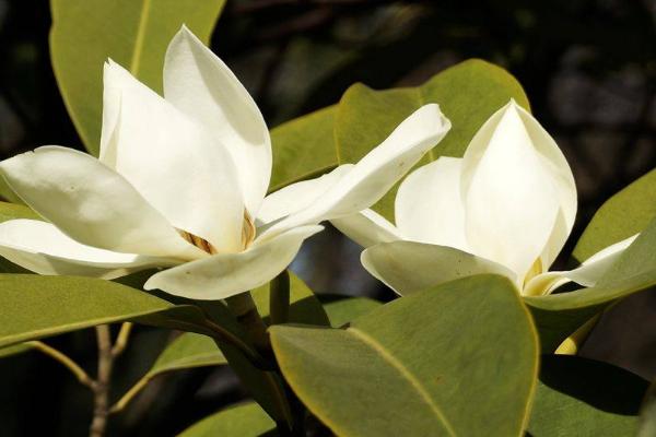 深山含笑和樂昌含笑的區別是什么 深山含笑的播種繁殖方法