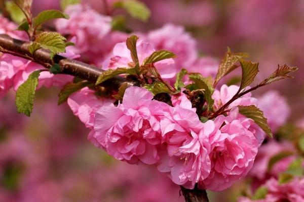 榆葉梅種子市場價格多少錢一斤 榆葉梅的養殖方法和注意事項