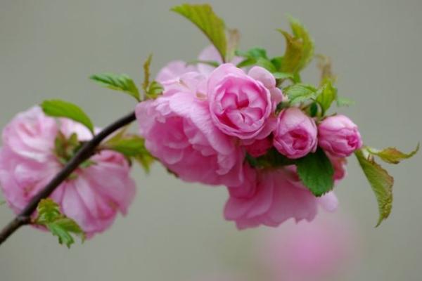 榆葉梅什么時候開花 榆葉梅花期是幾月