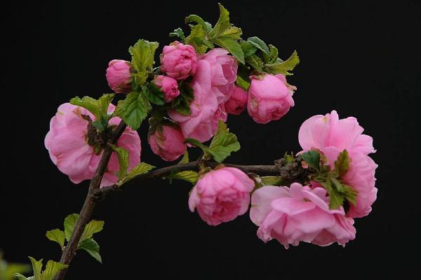 榆葉梅和美人梅的區別是什么 榆葉梅的水肥管理技巧