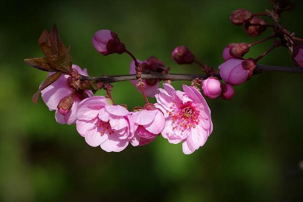 榆葉梅和美人梅的區別是什么 榆葉梅的水肥管理技巧
