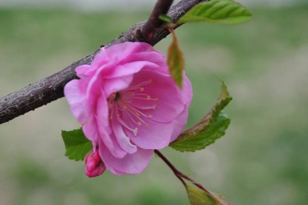 榆葉梅和美人梅的區別是什么 榆葉梅的水肥管理技巧