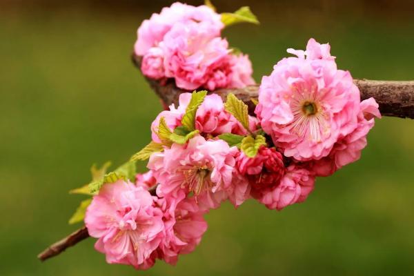 榆葉梅和美人梅的區別是什么 榆葉梅的水肥管理技巧